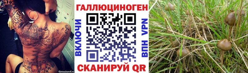 KRAKEN вход  Петровск-Забайкальский  Галлюциногенные грибы Cubensis 